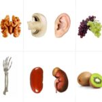 meyve-orqan-xeber-sekil