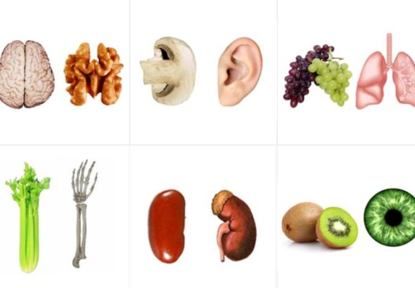 meyve-orqan-xeber-sekil