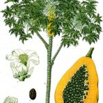 Carica_papaya_-_Köhler–s_Medizinal-Pflanzen-029