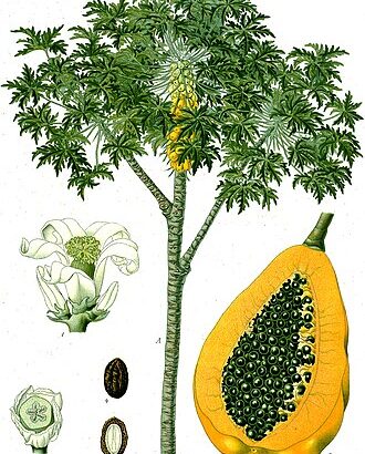 Carica_papaya_-_Köhler–s_Medizinal-Pflanzen-029