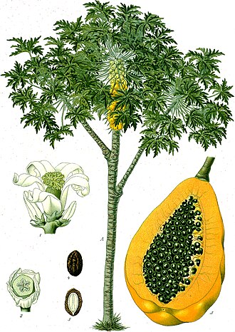 Carica_papaya_-_Köhler–s_Medizinal-Pflanzen-029